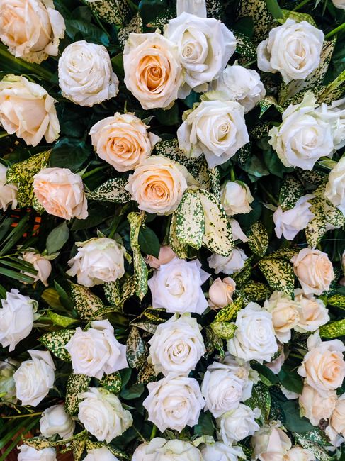 A lush floral arrangement featuring a dense bouquet of white and pale peach roses, interwoven with green and white variegated foliage. The roses are in full bloom, showcasing soft, velvety petals with