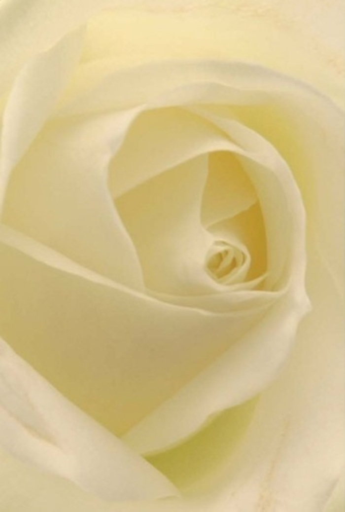 Gazing deeply into the heart of this luminous white rose, each petal reveals a story of layered tranquility and refined artistry. The bloom's flawless arrangement, with shades of cream, ivory, and soft white swirling towards a perfectly centred spiral, reflects the sophistication of Knightsbridge itself-elegant, serene, and timeless. Gentle light appears to emanate from within, illuminating subtle shadow play and the matte, creamy texture reminiscent of silk scarves spotted in local boutiques. For a florist in Knightsbridge, this rose stands as the ideal offer for intimate, heartfelt moments-a romantic gesture at a Hyde Park picnic, an apology delivered to Wilton Crescent, or an exquisite wedding centrepiece in a Chelsea townhome. The flower's poised symmetry hints at purity and inner resilience, with faint hints of fragrance teasing at serenity and emotional clarity. The nuanced interplay of light and shade elevates its beauty, making it the epitome of refined floral expression throughout the neighbourhood. Whether for remembrance or celebration, this rose embodies clean elegance and thoughtful design-a signature of Knightsbridge Flowers.